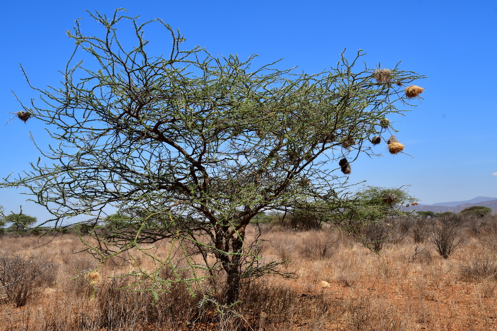 Buffalo Springs Nat. Reserve